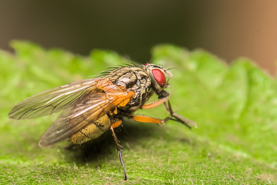 Fliege