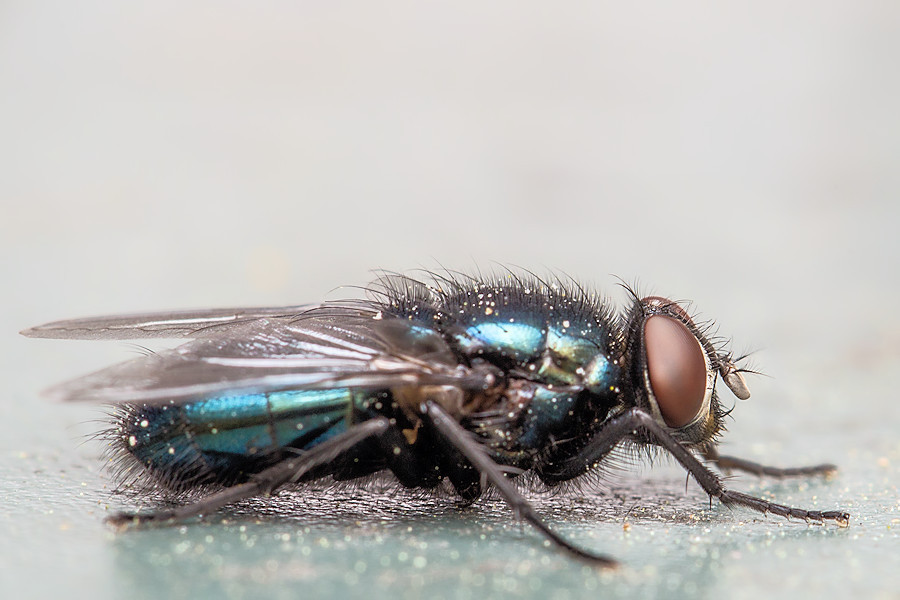 Fliege