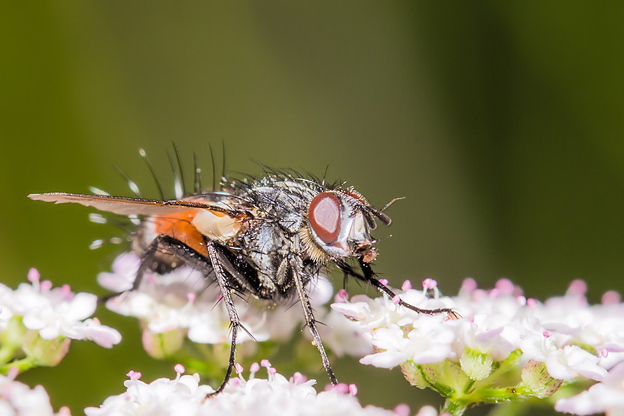 Fliege