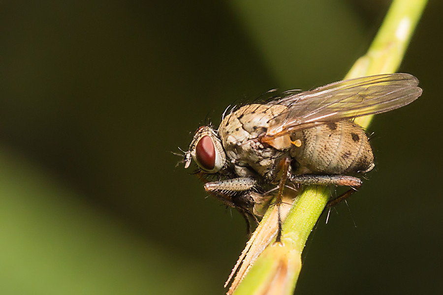 Fliege