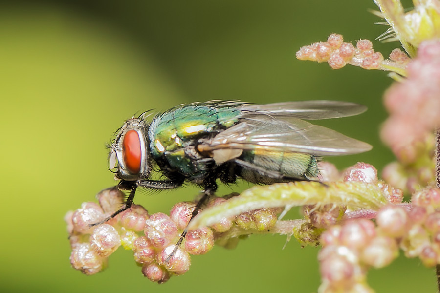 Fliege
