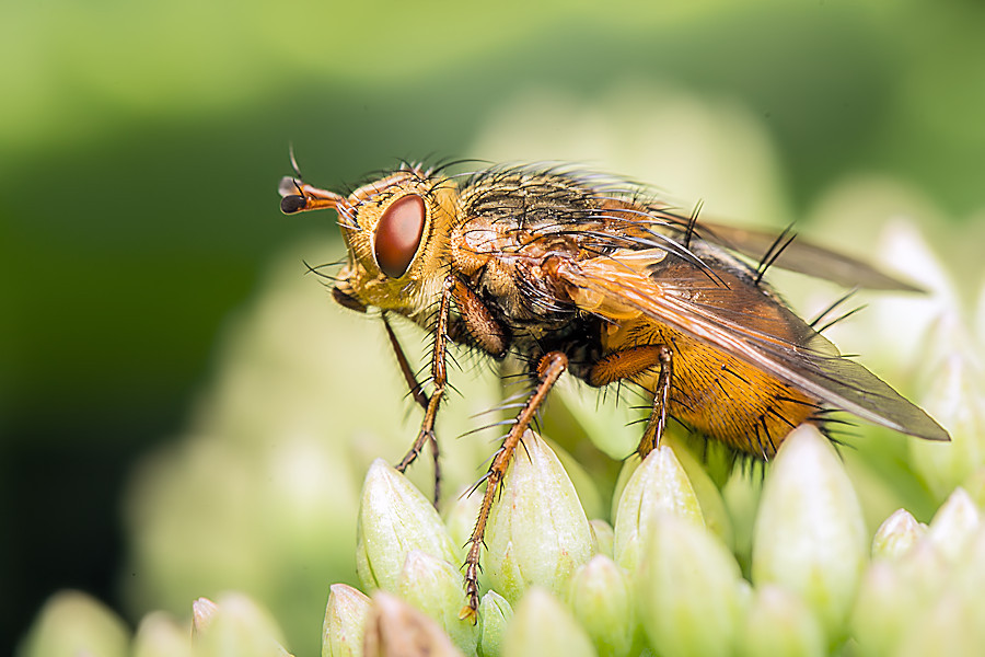 Fliege