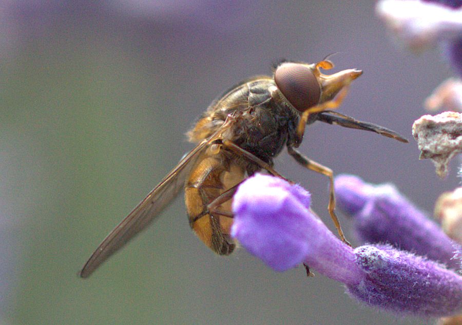 Fliege