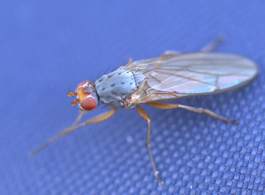 Fliege