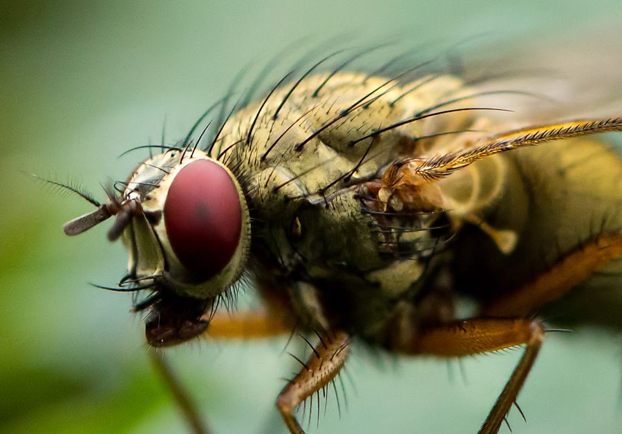 Fliege Detail