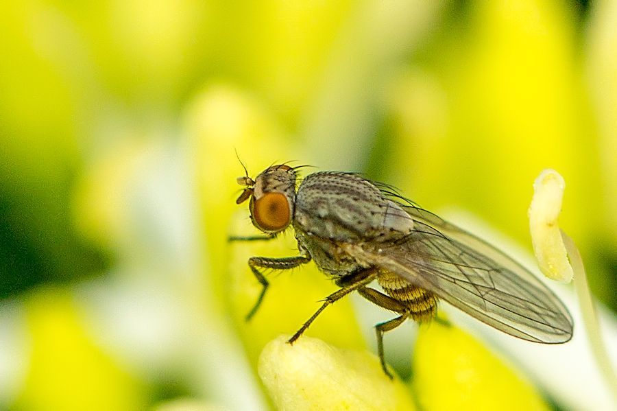 Fliege auf Blüte