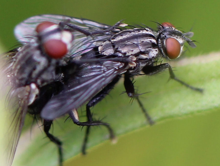 Fliegen bei der Paarung