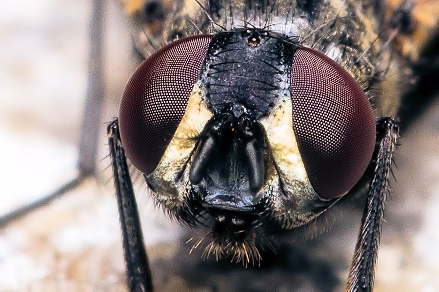 Fliegenkopf