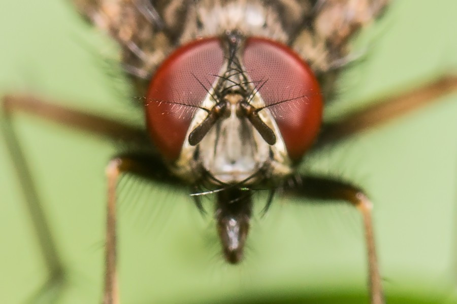 Fliegenkopf