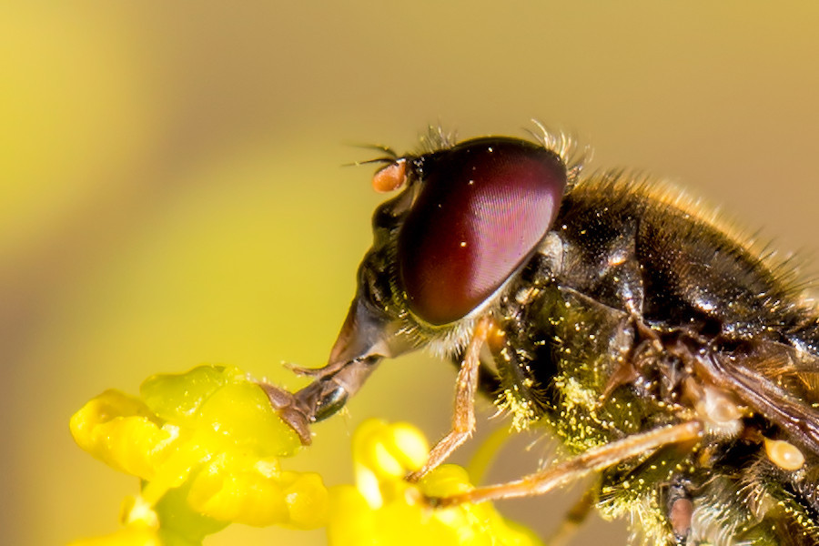 Fliegenkopf