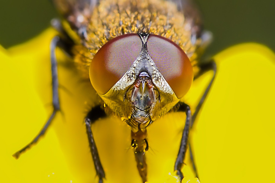 Fliegenkopf