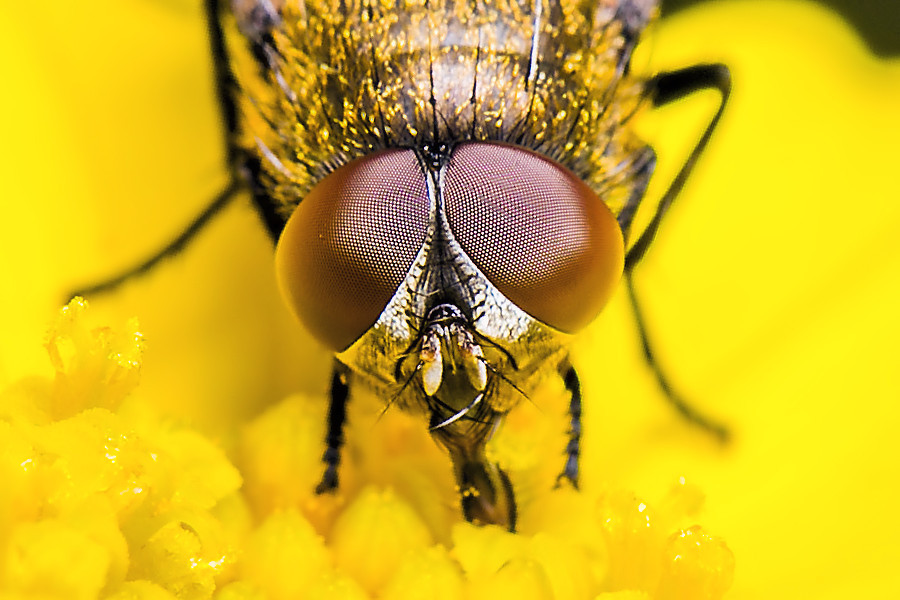 Fliegenkopf