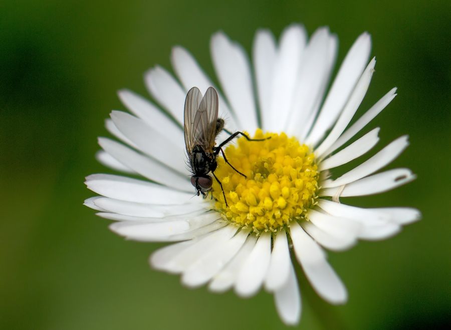 Gänseblümchen mit Fliege