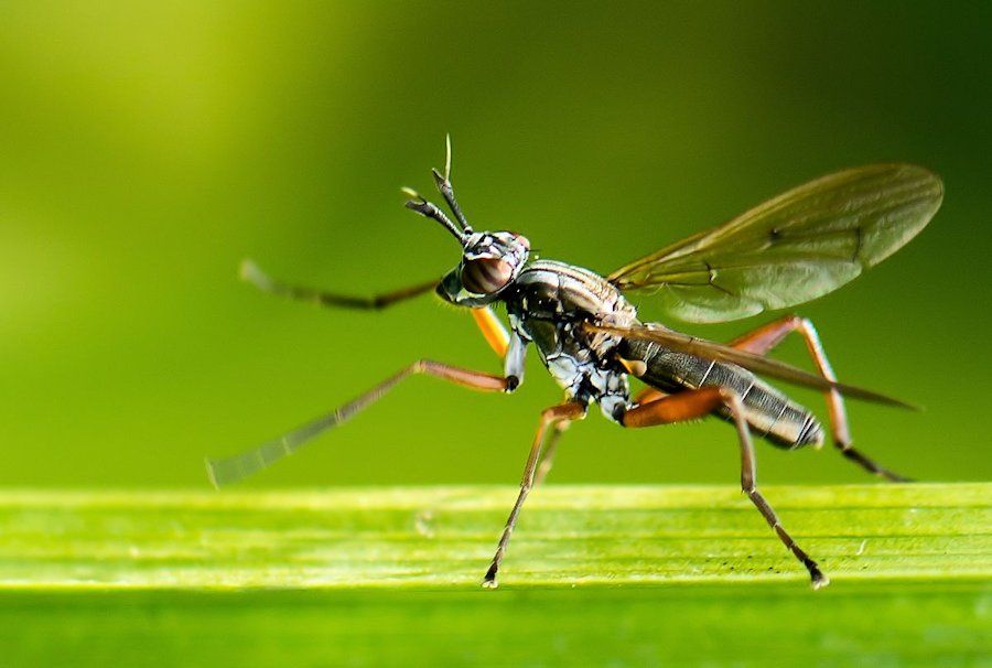 Hornfliege