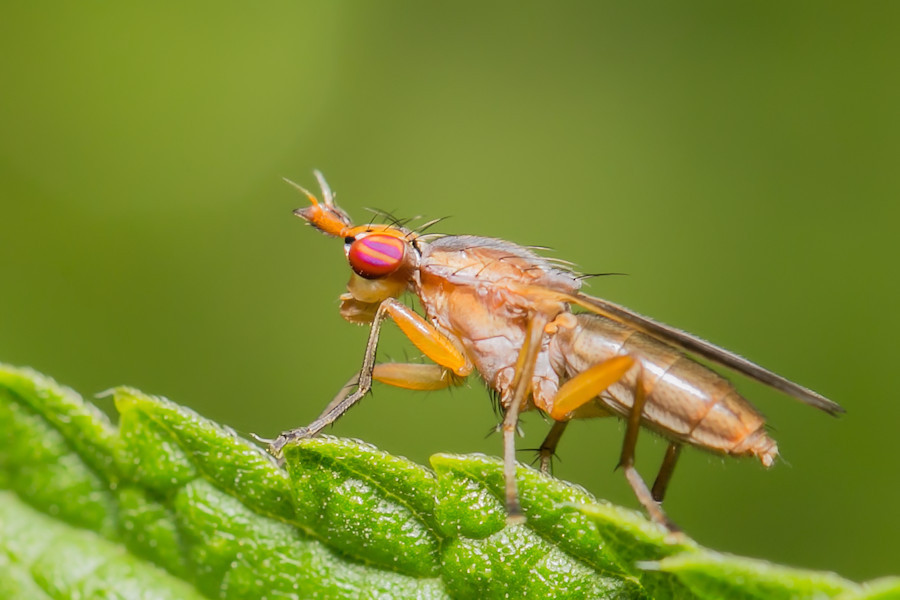 Hornfliege
