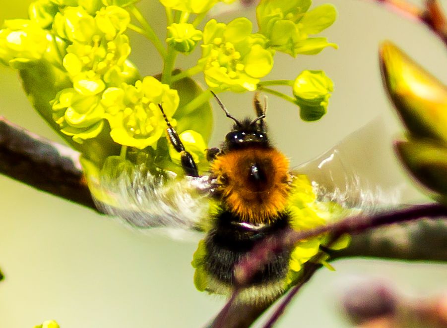 Hummel
