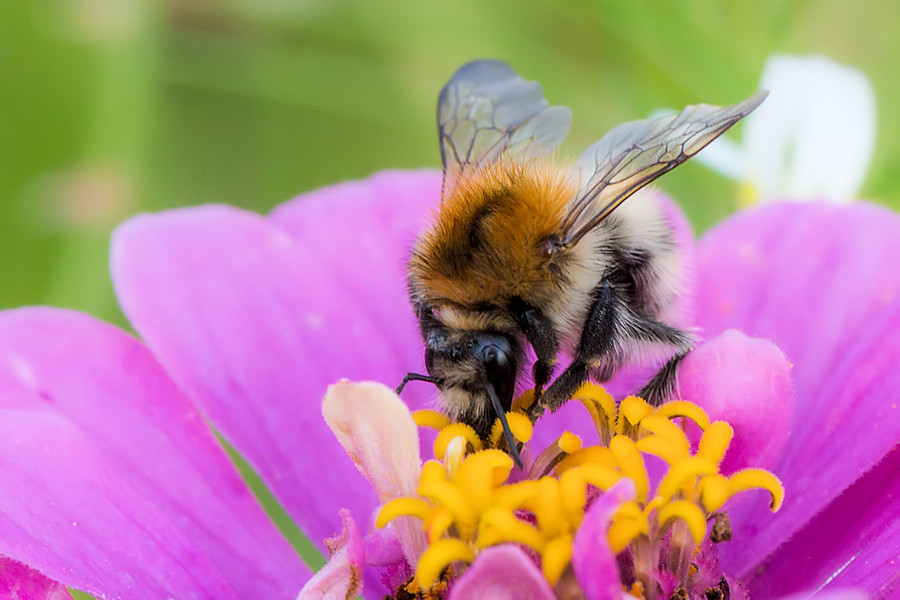 Hummel