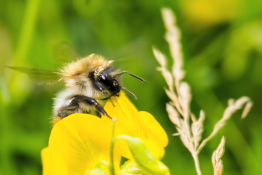Hummel