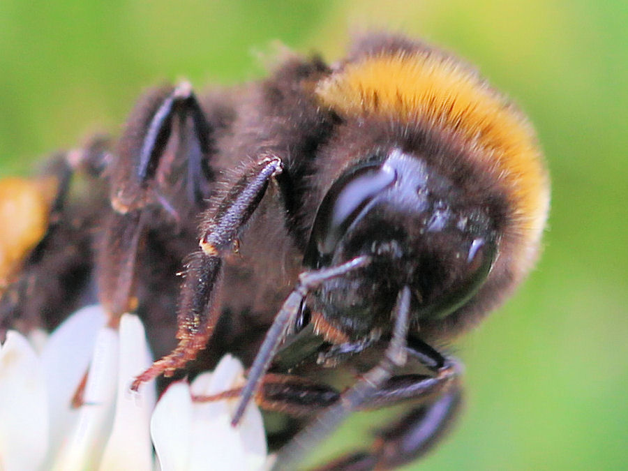 Hummel