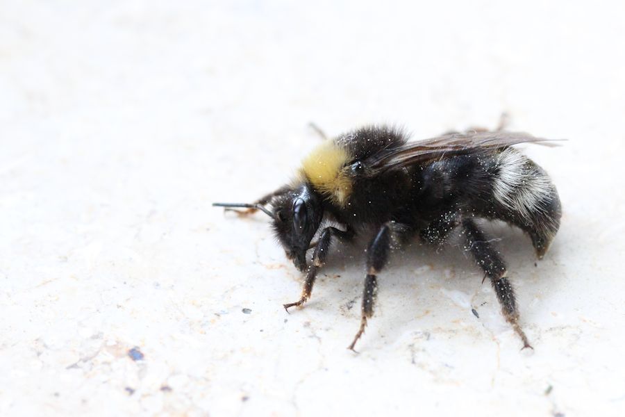 Hummel