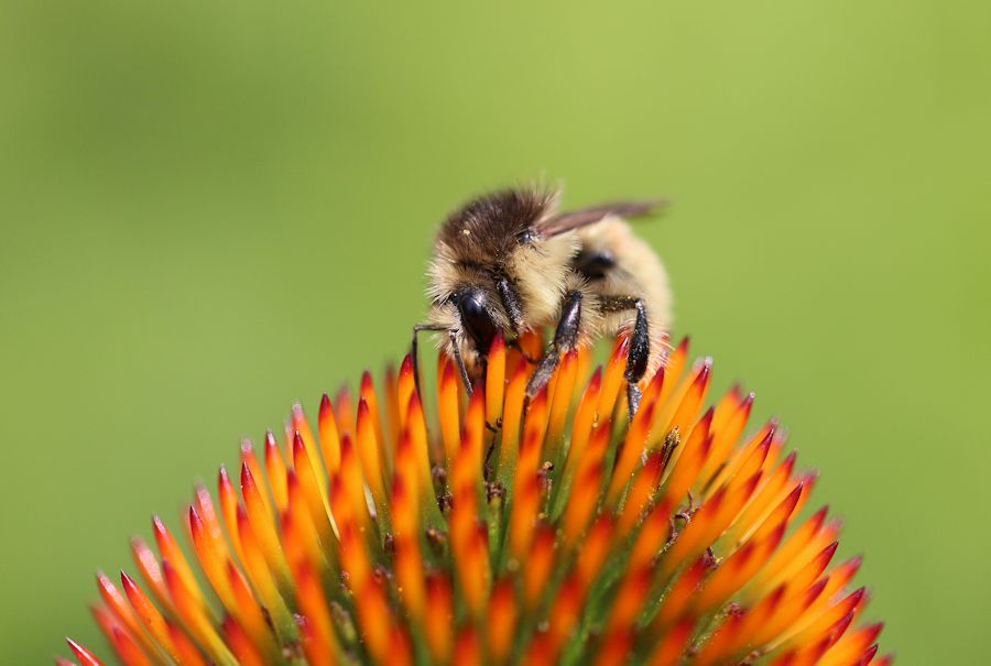 Hummel