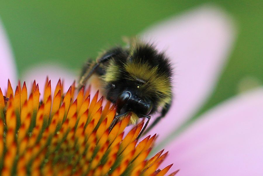 Hummel
