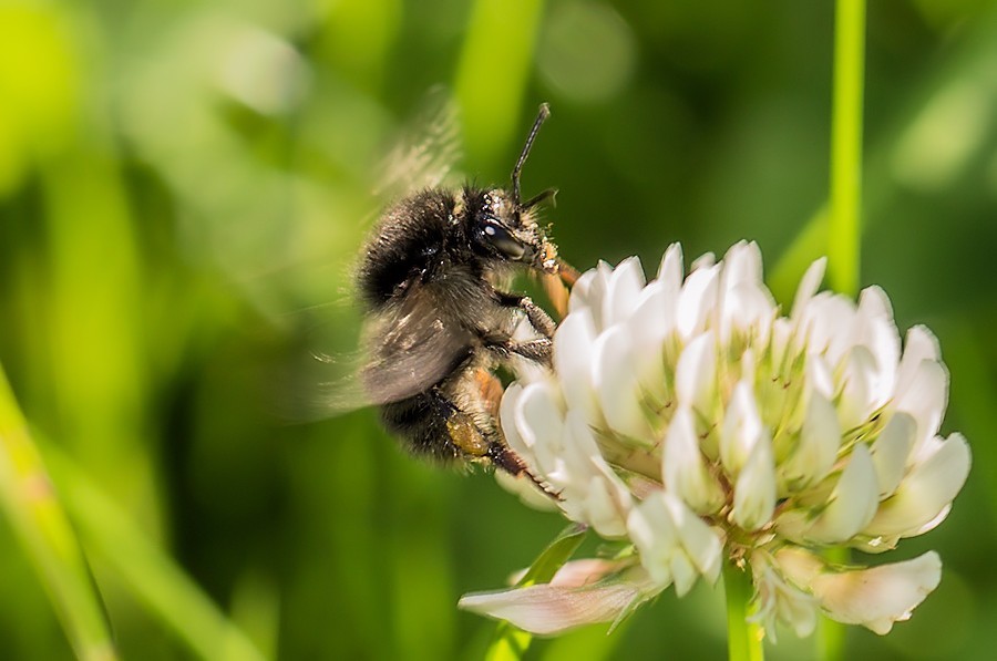 Hummel an einer Kleeblüte