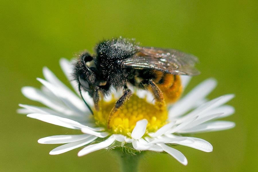 Hummel auf Gänseblümchen