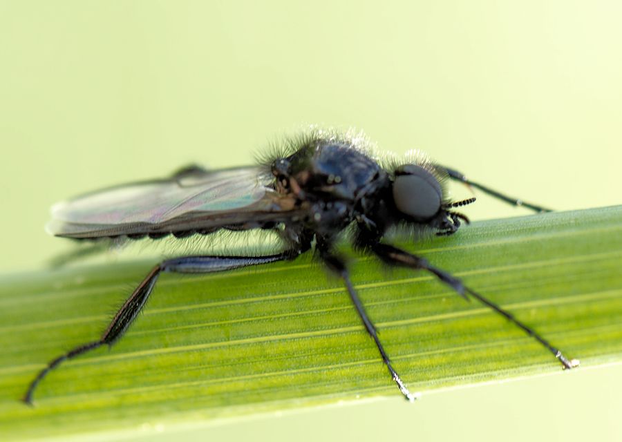 Märzfliege