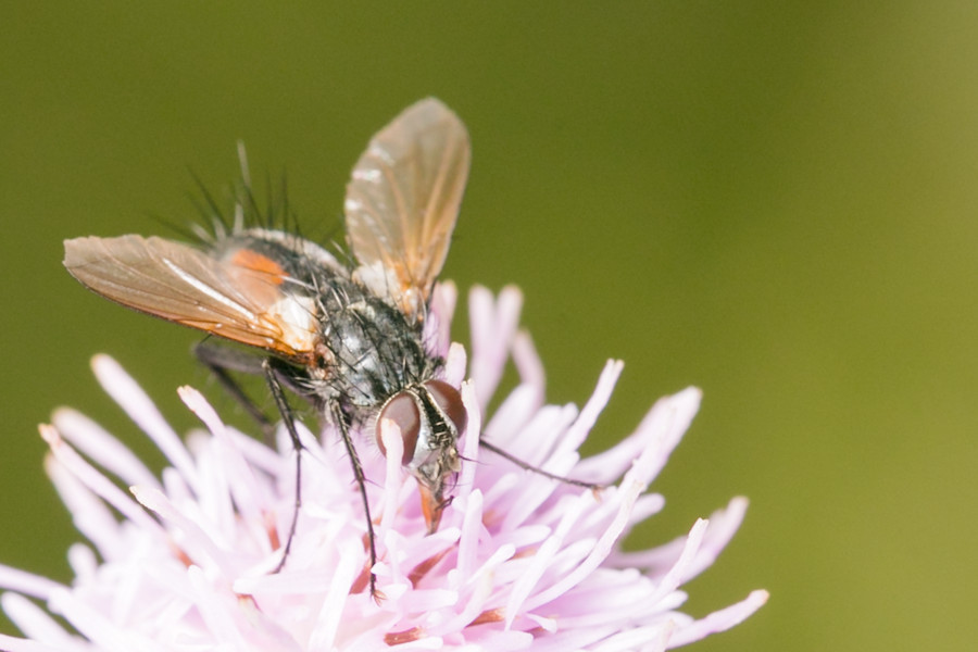 Rotgefleckte Raupenfliege