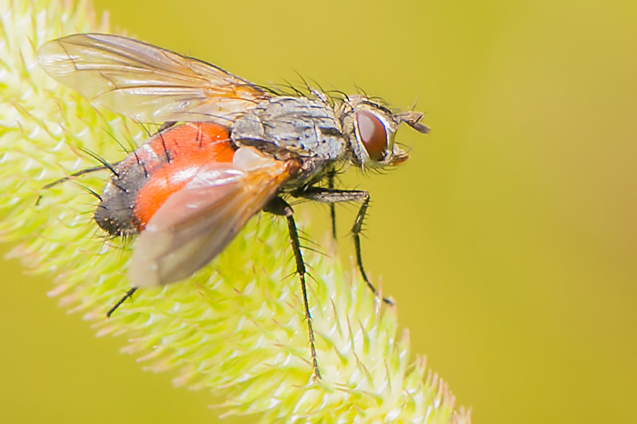 Rotgefleckte Raupenfliege