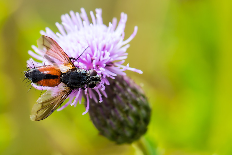 Rotgefleckte Raupenfliege
