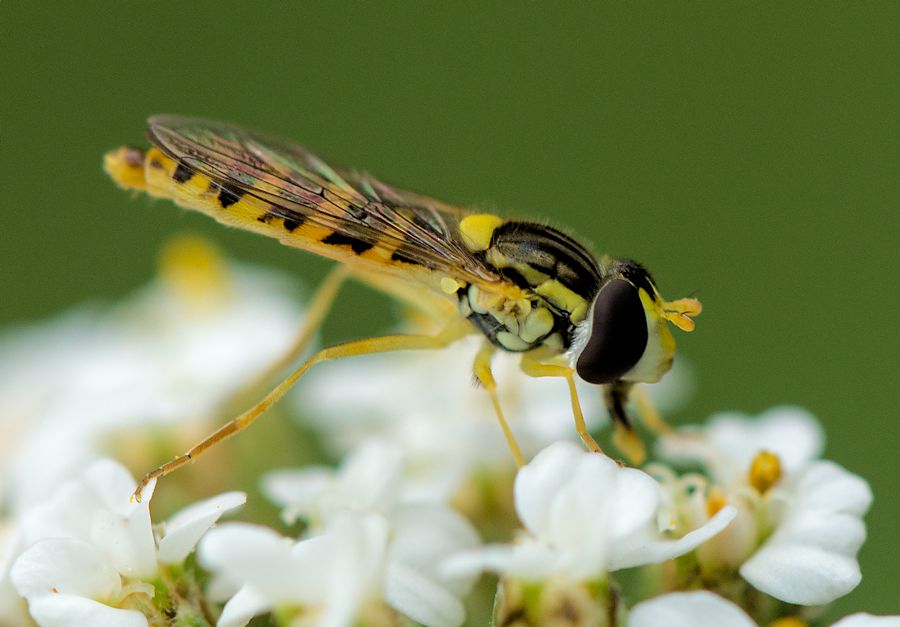 Schwebefliege