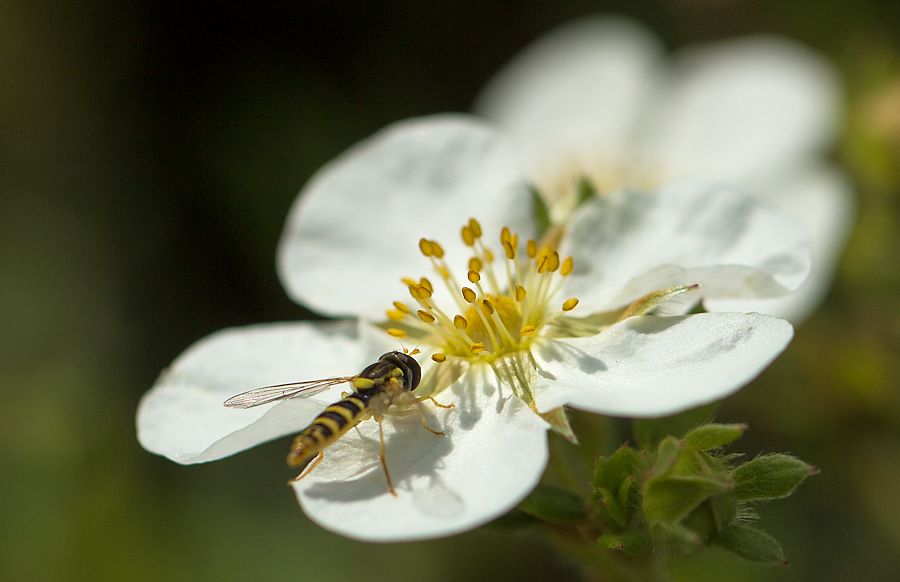 Schwebefliege