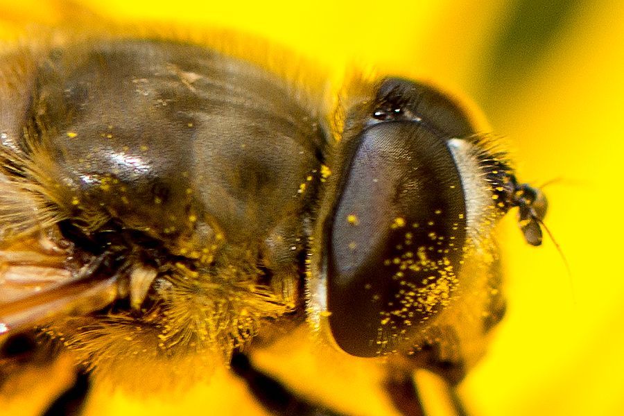 Schwebefliege
