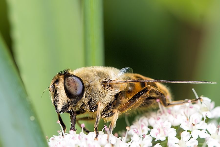 Schwebefliege