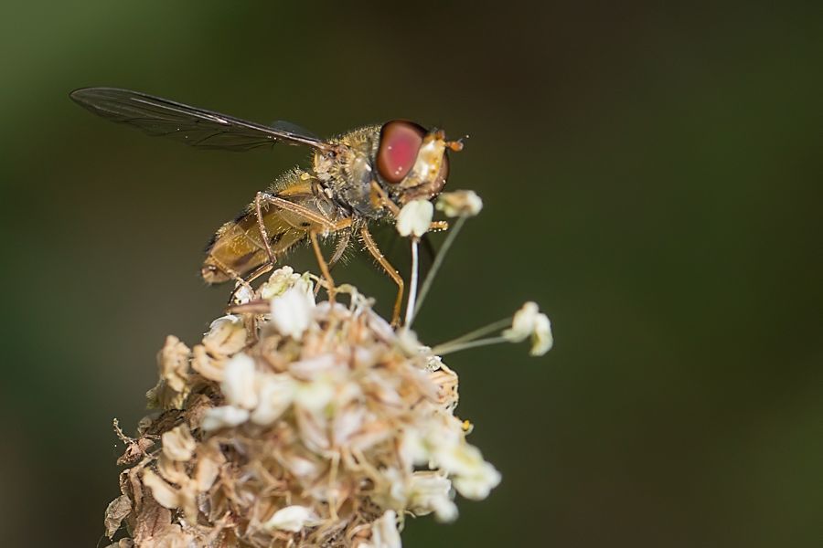 Schwebefliege