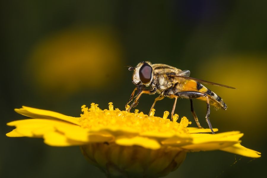 Schwebefliege