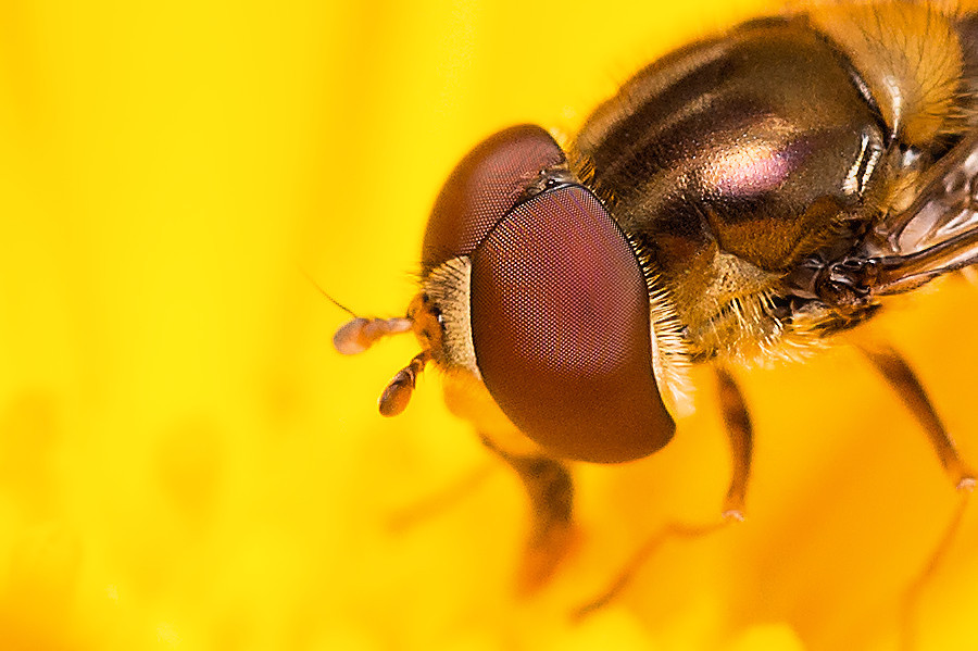 Schwebefliege