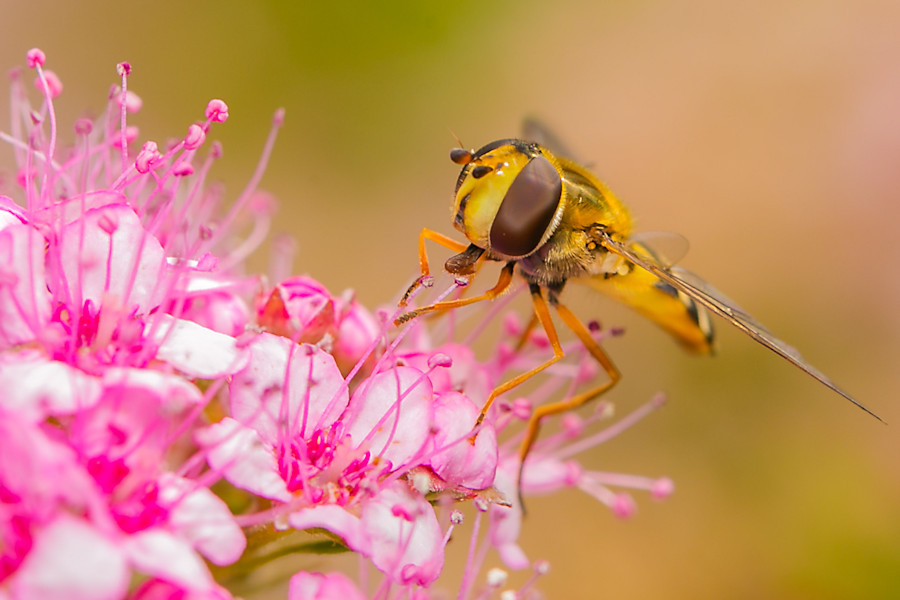 Schwebefliege