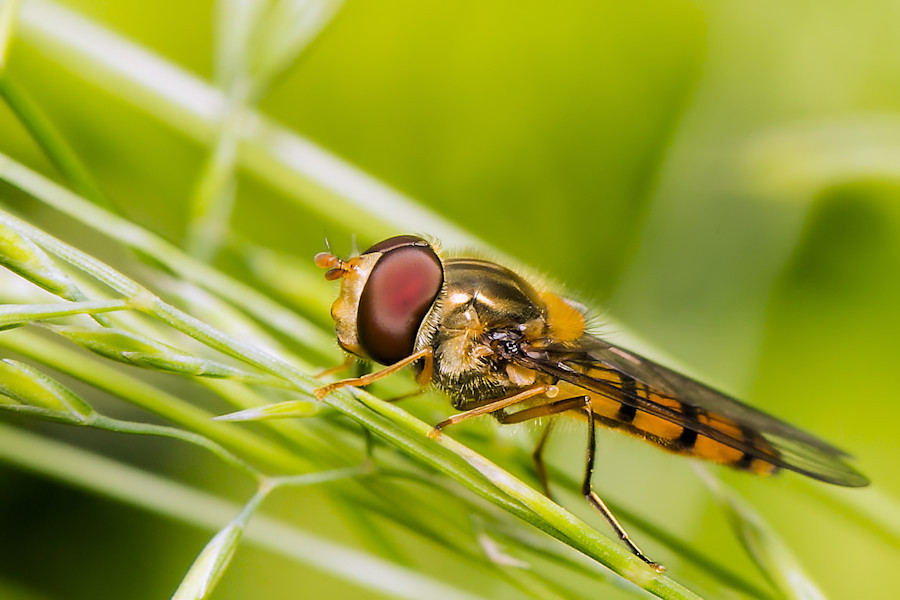 Schwebefliege
