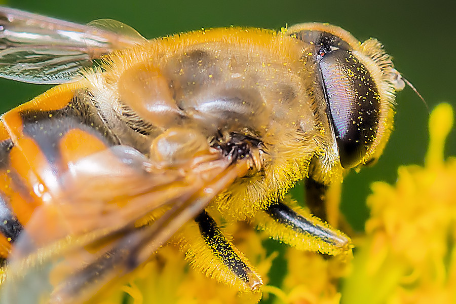 Schwebefliege
