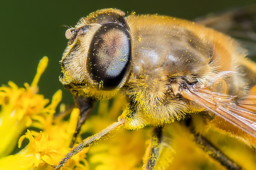 Schwebefliege