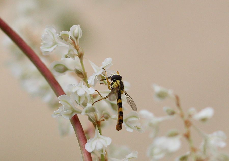 Schwebefliege