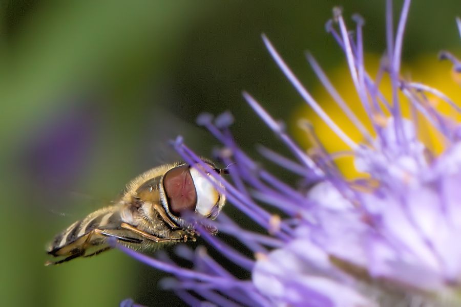Schwebefliege an blauer Blüte