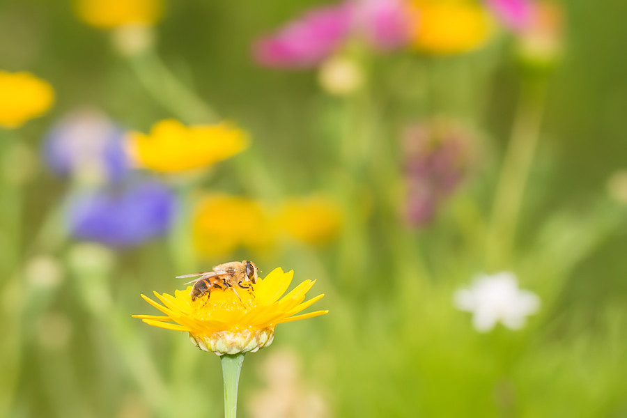 Schwebefliege auf einer Blumenwiese