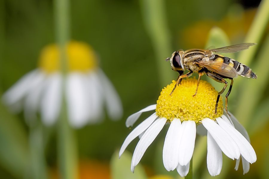 Schwebefliege auf einer Margerite