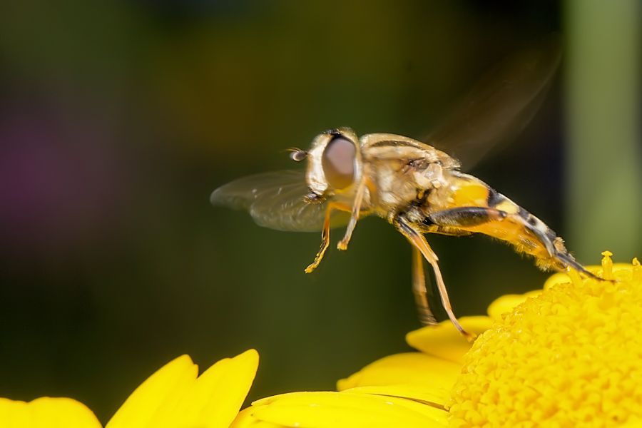 Schwebefliege beim Abflug