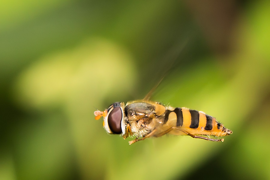 Schwebefliege im Schwebeflug