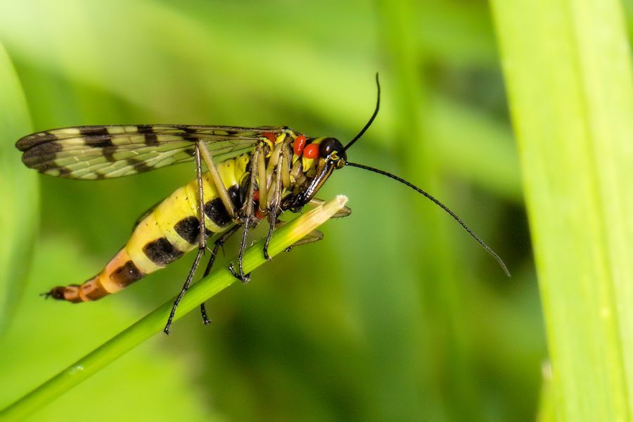 Weibliche Skorpionsfliege